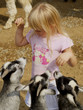 little girl feeding goats little girl feeding goats