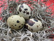 quail eggs