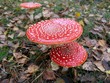autumn toadstools