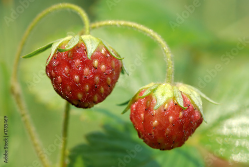 the strawberry the strawberry