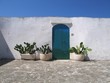 white wall and cactus