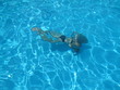 diver