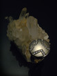 gold ring 3
