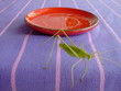 locust