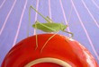 green locust