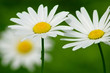 camomile