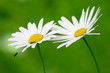 camomile
