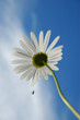 camomile