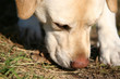 dog sniffing