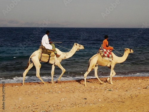 camels