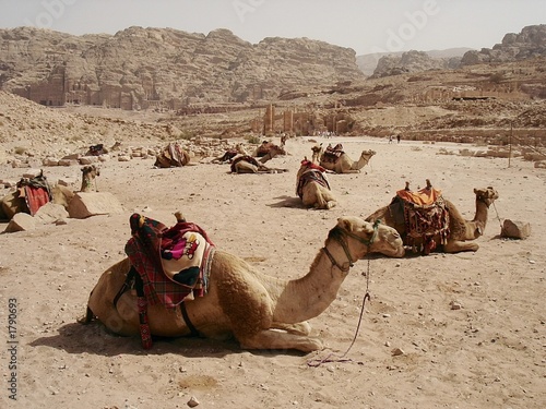 camels camels
