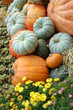 pumpkin patch