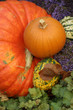 harvest