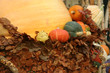 fall harvest