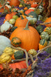 autumn harvest