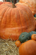 giant pumpkin