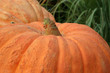 giant pumpkin