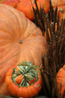 pumpkin display