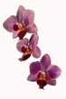 violet phalaenopsis violet phalaenopsis