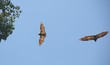 fruit bats 2.