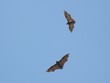 fruit bats 3.