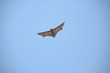 fruit bats 5.