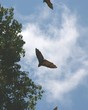 fruit bats 6.