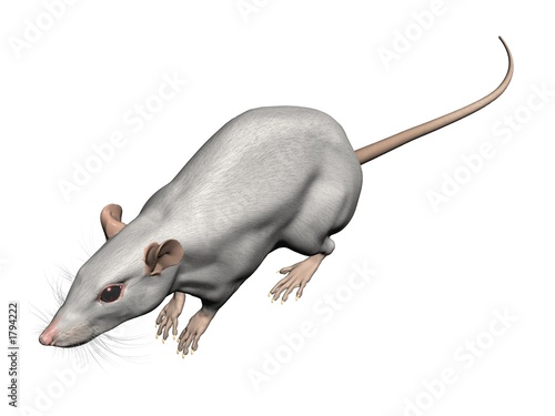 rat ratte 3d fond blanc