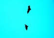 fruit bats 24.