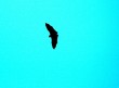 fruit bats 25.