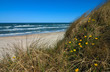 sonne, dünen, strand und meer sonne, dünen, strand und meer