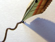feder und papier