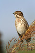 bruant des roseaux, emberiza schoeniclus bruant des roseaux, emberiza schoeniclus