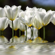 Białe tulipany