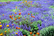 prato in fiore