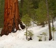 giant sequoia 101