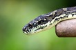 python snake 5.