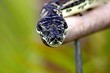 python snake 6.