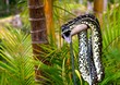 python snake 7.