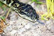 python snake 10.