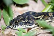 python snake 7.
