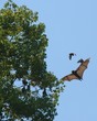 more bats  44.