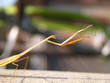 bug 2