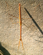 flying bug
