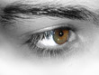 yeux marron