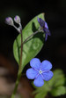 creeping forget-me-not