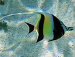 poisson_03 poisson_03