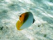 poisson_02 poisson_02
