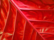 red leaf texture red leaf texture