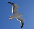 sea gull in flight sea gull in flight